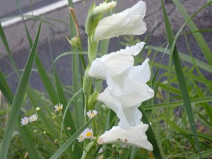 道端に咲く