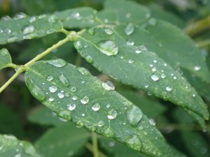 涼し気