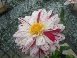 白い花
