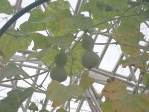 楽しい
