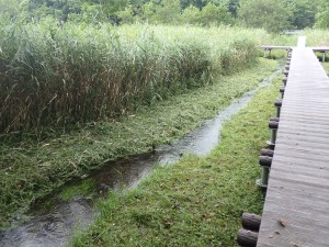 残念、 バイカモはいない