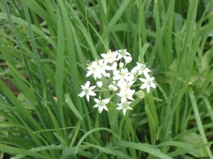 ニラの花