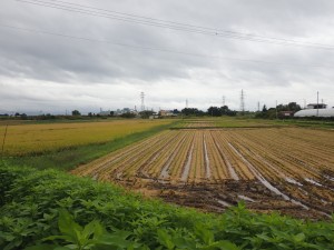きれいに並ぶ