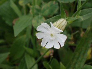 白い花
