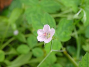 ピンクの花
