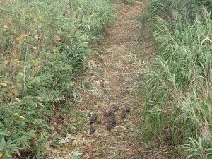 動きが速い