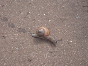 元気に歩く