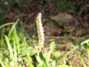 ピンクの花