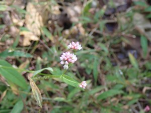 ピンクの花