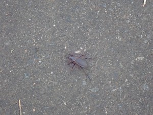 黒色