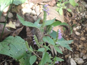 一方に偏って咲く