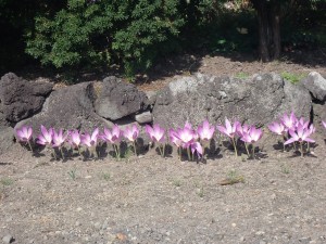クロッカス