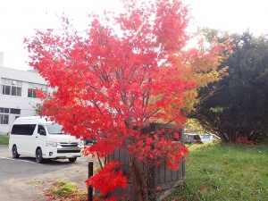 見ていて飽きない