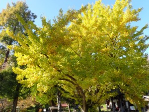 イチョウが見事