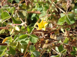 キバナハナニラ?