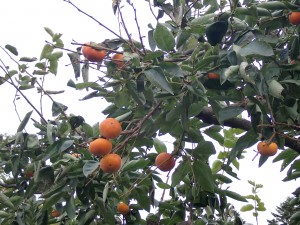 室蘭では珍しい