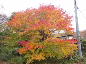 グラデーション