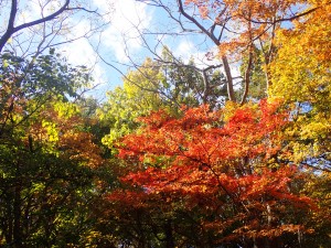 見ていて飽きない
