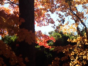 スケッチしよう