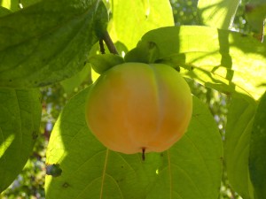 おいしくなあれ