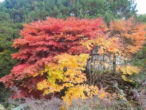 ここもきれいだ