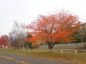 桜の木の紅葉