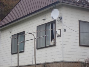 窓からこんにちは