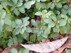 実は白くなる予定