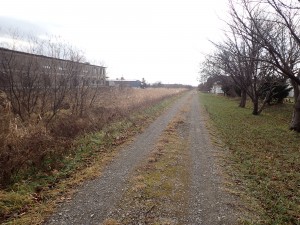 真っすぐ伸びる