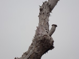 痛そうな木だった