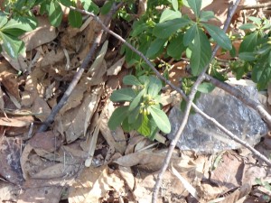 ハクサンシャクナゲ？