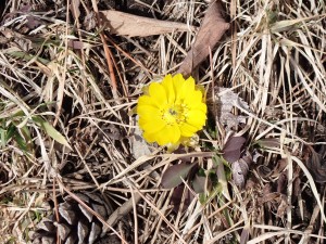 春を沢山見つけた