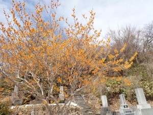 前回より伸びている