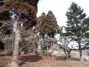 くしゃみはでない