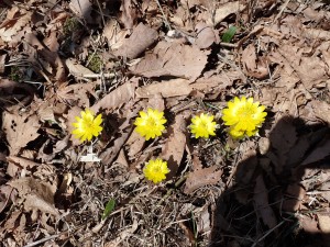 今年も良く咲いた