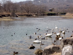 まだ鳥が沢山