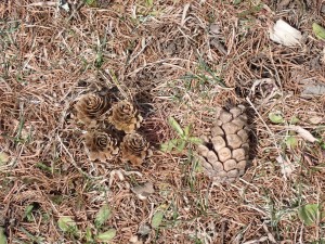 松ぼっくり