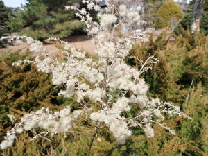 また咲くのかな