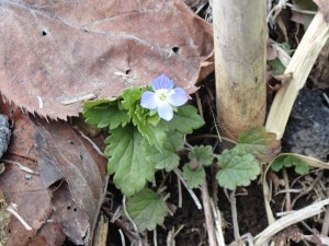 オオイヌノフグリ