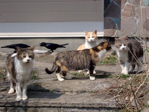 餌を食べないで