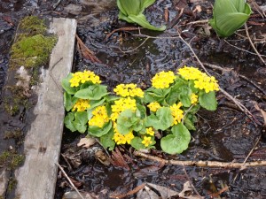 きれいに咲いた