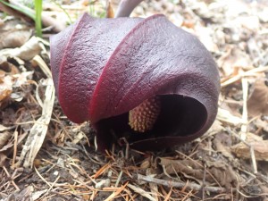 会えたらいいな