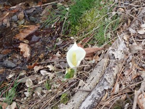 こちらも今年初めて