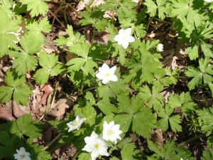 これも早い