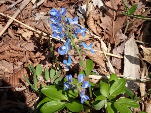 大きくて立派