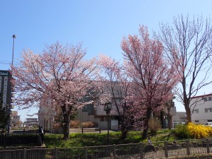 きれいに咲いた
