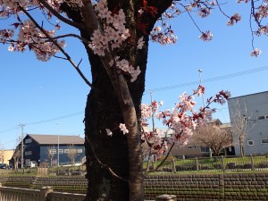 今年もよく咲いた