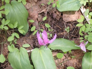 紫の花