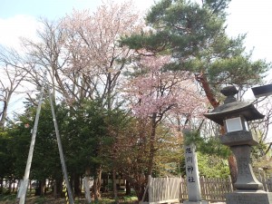 大きい