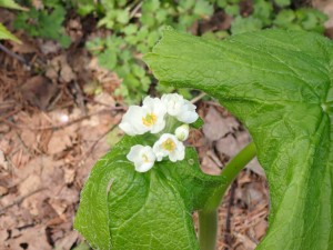 野草がいいねえ
